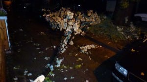 Sturmschäden nach Ela